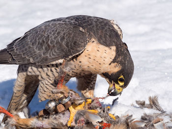 Close-up of eagle