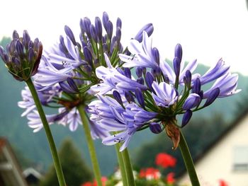 Close-up of purple flowers