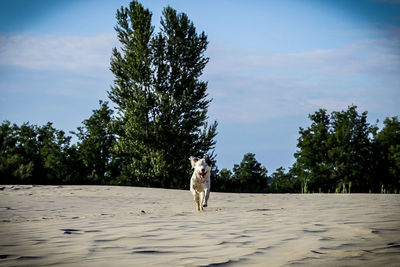 Dog on tree against sky