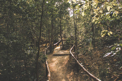 Footpath amidst trees in forest