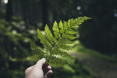 Close-up of hand holding fern