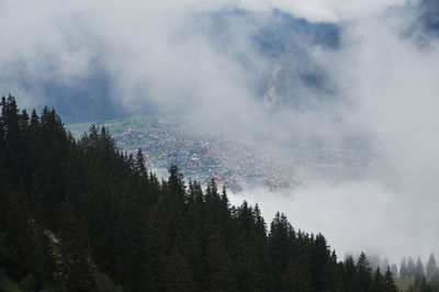 Scenic view of forest against sky