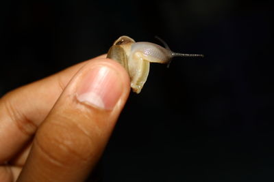 Close-up of hand holding turtle