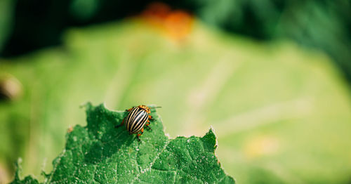 Close-up of insect on leaf