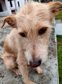 Close-up portrait of dog