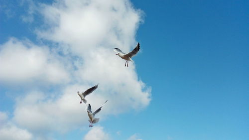 Low angle view of seagulls flying against sky