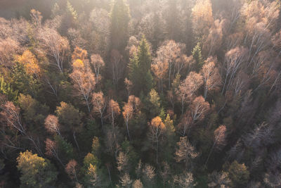 Trees in forest