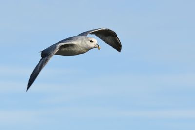 Low angle view of seagull flying in sky