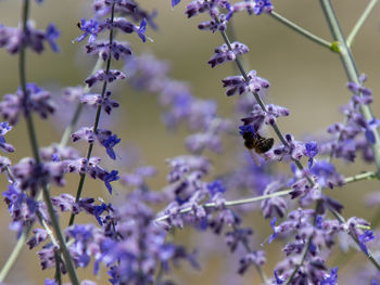 Close-up of purple flowering plant
