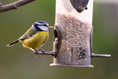 Close-up of bird perching outdoors