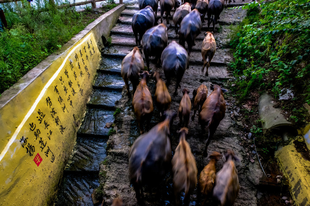 HIGH ANGLE VIEW OF HORSES IN THE WATER