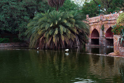 View of swan in lake