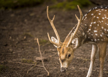 Axis deer in forest