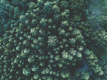 Full frame shot of trees in forest