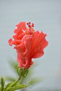 Close-up of red rose flower