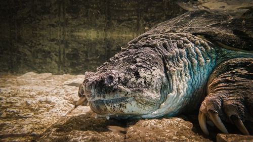 Close-up of a turtle in zoo