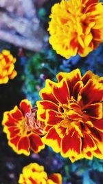 Close-up of yellow flower