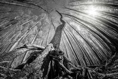 Low angle view of trees in forest