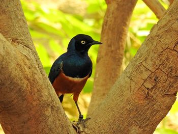 Close-up of bird perching on tree