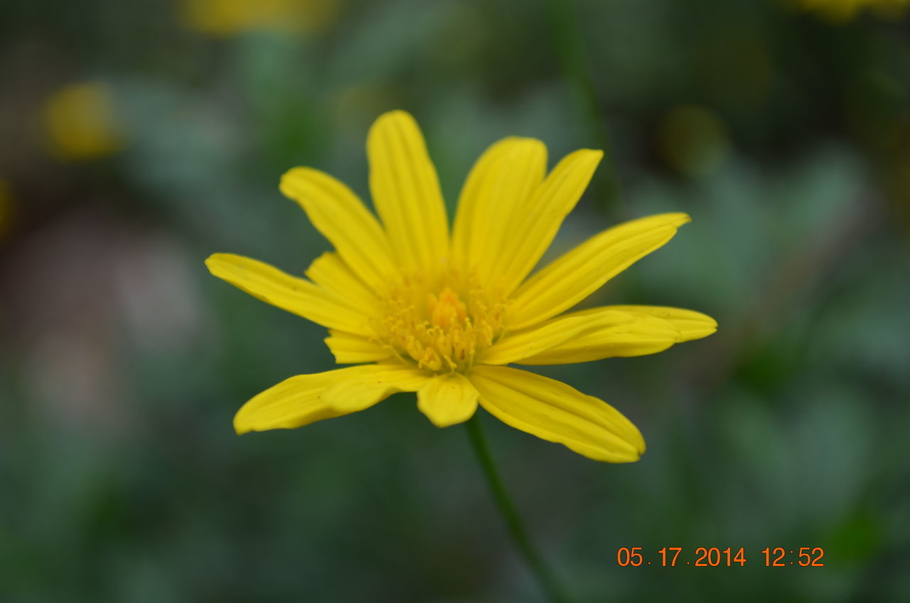 yellow, flower, focus on foreground, petal, close-up, freshness, fragility, beauty in nature, growth, flower head, nature, selective focus, blooming, day, plant, outdoors, no people, vibrant color, park - man made space, stem