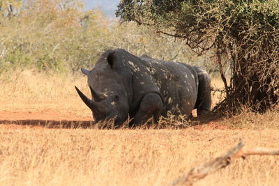 Rhinocero lying on a field