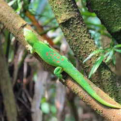 Close-up of a lizard on branch