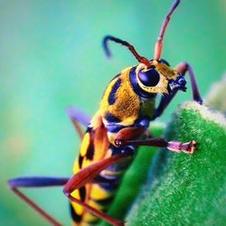 Close-up of insect