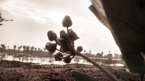 Close-up of plant against sky