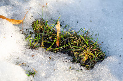 High angle view of plants growing on land