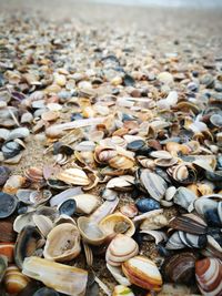 Close-up of seashells on beach