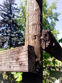 Low angle view of tree trunk against sky