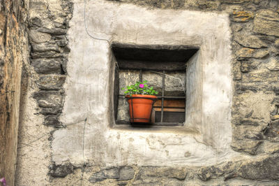 Potted plants on window