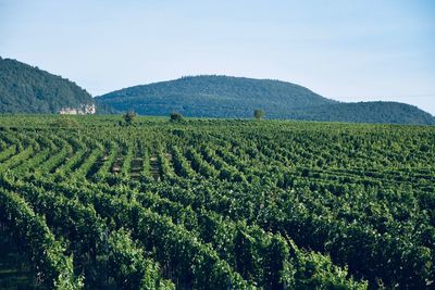 Scenic view of agricultural field against sky