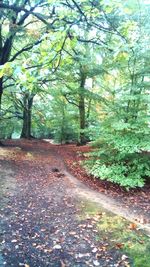 Trees in forest during autumn