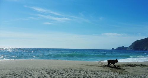 Rear view of man with dog on beach against sky