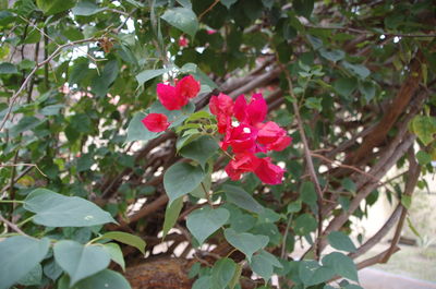 Close-up of pink flowers