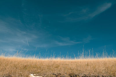 Scenic view of field against blue sky