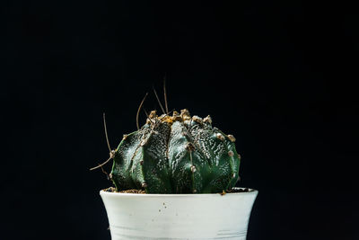 Close-up of succulent plant over black background