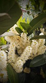 Close-up of white flowers growing on plant