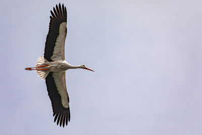 Close-up and low angle view of large stork bird flying and gliding against clear sky