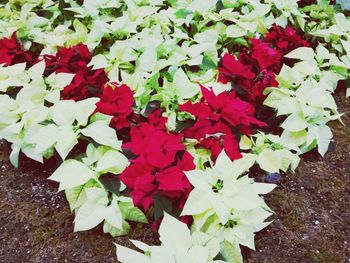 Full frame shot of red flowers