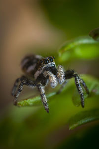 Close-up of spider