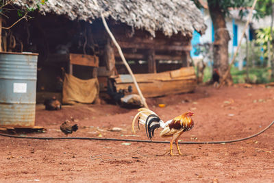 View of a bird on field