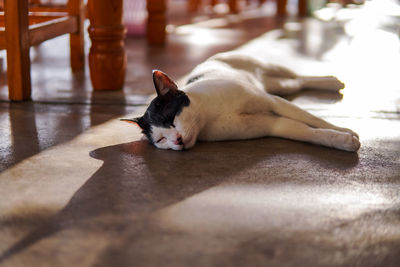 Cat lying on floor