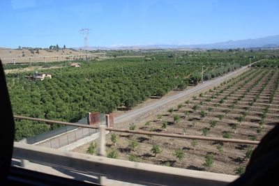 Scenic view of vineyard against sky