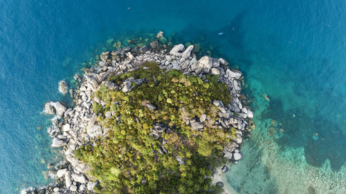 High angle view of coral in sea