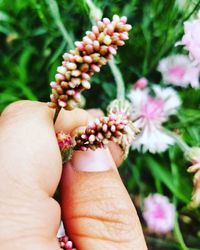 Cropped hand holding flowers in park