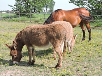 Horse standing in ranch