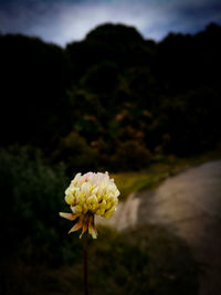 Close-up of flower blooming outdoors