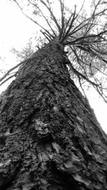 Low angle view of bare tree against sky